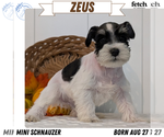 Puppy Zeus Schnauzer (Miniature)