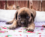 Small Photo #13 Mastiff Puppy For Sale in WAKARUSA, IN, USA