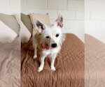 Small #3 Mutt