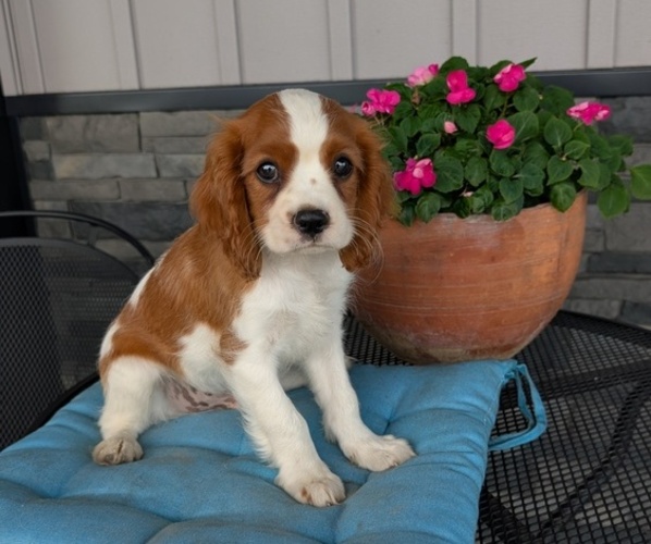 Medium Photo #6 Cavalier King Charles Spaniel Puppy For Sale in GOSHEN, IN, USA