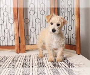 Poodle (Toy)-West Highland White Terrier Mix Puppy for sale in NAPLES, FL, USA