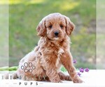 Duncan - Male Cavapoo (Miniature) Puppy for Sale - Photo #5