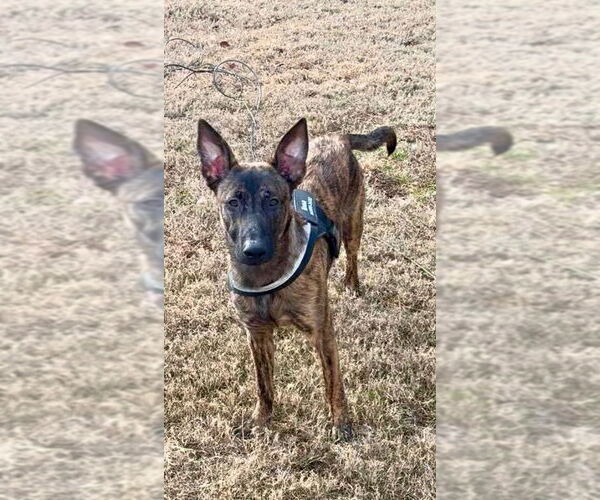 Medium Photo #5 Holland Shepherd Puppy For Sale in Imlay City, MI, USA