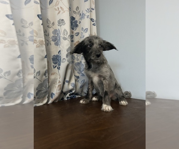 Medium Photo #1 Cockapoo (Miniature) Puppy For Sale in DURHAM, CT, USA