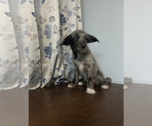 Cockapoo (Miniature) Puppy for sale in DURHAM, CT, USA