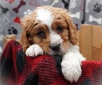 Puppy Tony Cavapoo