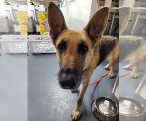 German Shepherd Dog Dogs for adoption in Linton, IN, USA