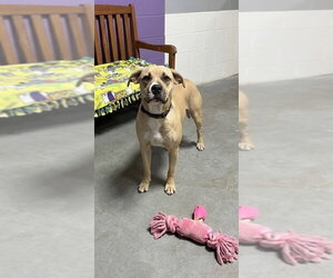 Labrador Retriever-Unknown Mix Dogs for adoption in Genesee, WI, USA