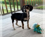 Small Photo #2 Doxle Puppy For Sale in Germantown, OH, USA