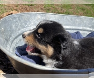 Medium Australian Shepherd