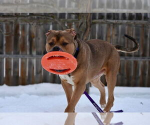 Zeus - Male Mutt Dog for Adoption - Photo #3