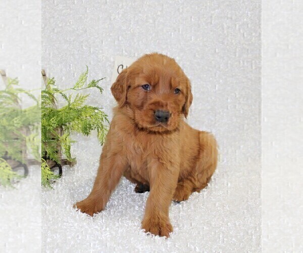 Medium Photo #2 Golden Retriever Puppy For Sale in STANLEY, WI, USA
