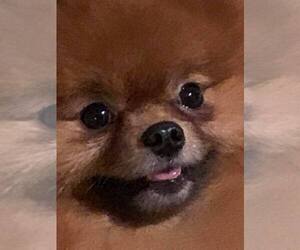 Pomeranian Puppy for sale in RESEDA, CA, USA