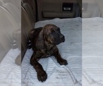 Small Photo #5 American Bulldog-American Mastiff Mix Puppy For Sale in DUNNELLON, FL, USA