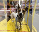 Small #4 Jack Russell Terrier