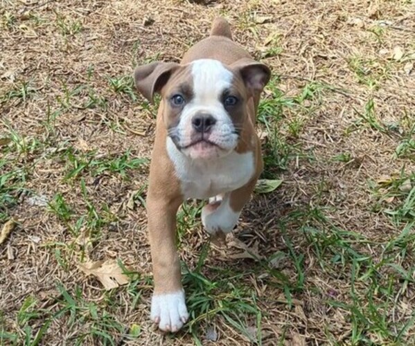 Medium Photo #1 Olde English Bulldogge Puppy For Sale in AUSTIN, TX, USA