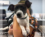 Small Photo #2 Dachsador Puppy For Sale in Washington, DC, USA