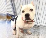 Small #1 American Pit Bull Terrier