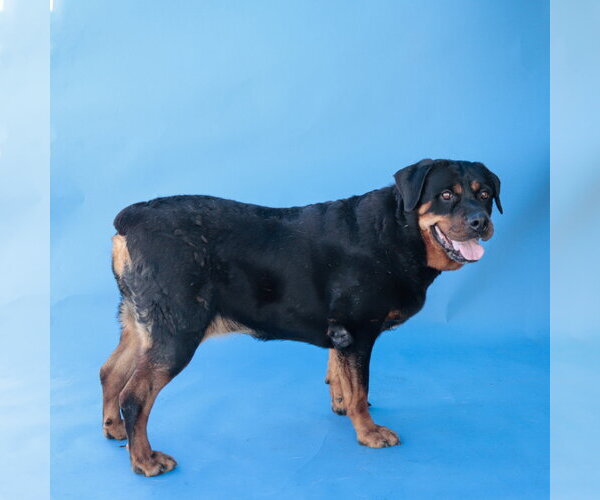 Medium Photo #2 Rottweiler Puppy For Sale in Pasadena, CA, USA