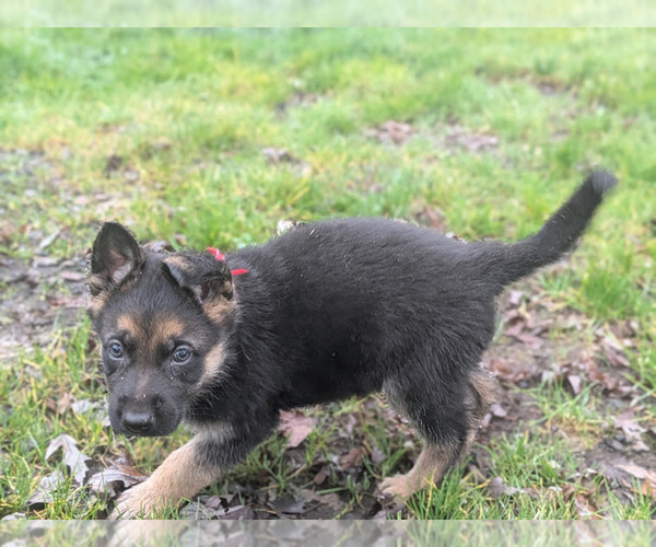 Medium Photo #2 German Shepherd Dog Puppy For Sale in OAK GROVE, OR, USA