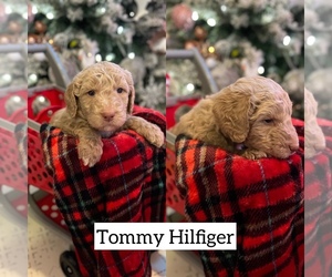 Goldendoodle Puppy for sale in SUMMERVILLE, SC, USA