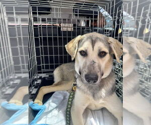 German Shepherd Dog-Unknown Mix Dogs for adoption in Lake Forest, CA, USA