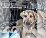 Small German Shepherd Dog Mix