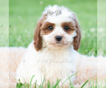 Small #1 Cavapoo (Miniature)