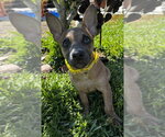 Small #1 Chihuahua Mix