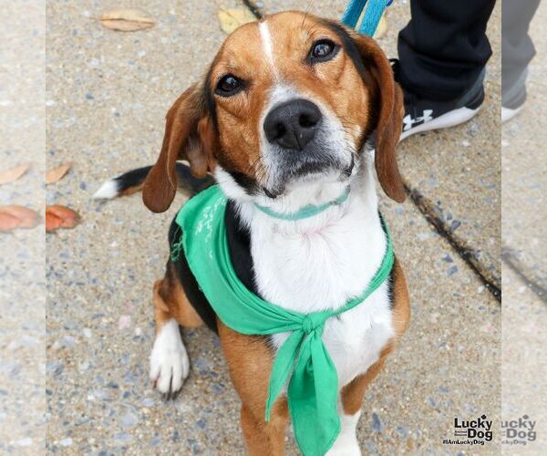 Medium Photo #2 Beagle-Unknown Mix Puppy For Sale in Washington, DC, USA