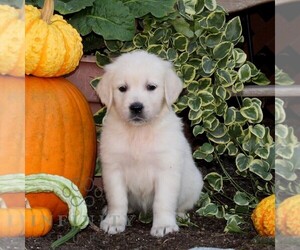 English Cream Golden Retriever Puppy for sale in QUARRYVILLE, PA, USA