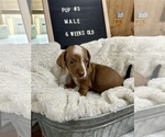 Image preview for Ad Listing. Nickname: Puppy 3