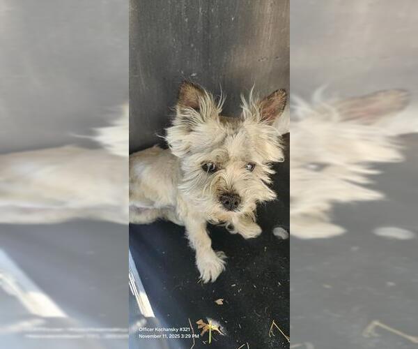 Medium Photo #1 Mutt Puppy For Sale in San Antonio, TX, USA