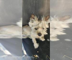 Mutt Dogs for adoption in San Antonio, TX, USA