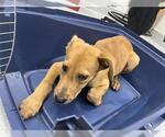 Small Australian Shepherd Mix