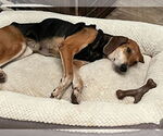 Small #5 Beagle