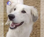 Small Great Pyrenees