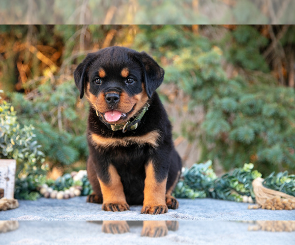 Medium Photo #3 Rottweiler Puppy For Sale in MILLERSBURG, IN, USA