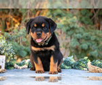 Small #2 Rottweiler