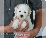 Small #3 Goldendoodle (Miniature)