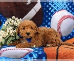 Small Photo #4 Miniature Labradoodle Puppy For Sale in KINZERS, PA, USA