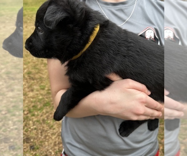 Medium Photo #4 German Shepherd Dog Puppy For Sale in FRANKLINTON, LA, USA