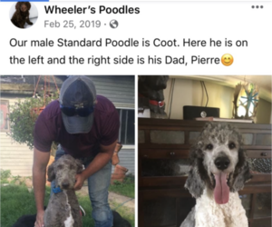 Father of the Poodle (Standard) puppies born on 11/11/2021