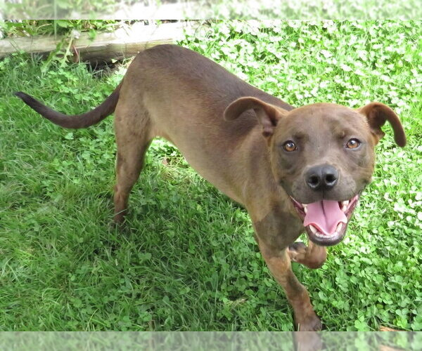 Medium Photo #2 Chihuahua-Feist Terrier Mix Puppy For Sale in Grovertown, IN, USA