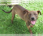 Small #1 Chihuahua-Feist Terrier Mix