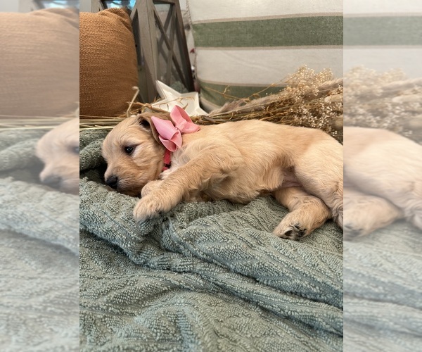 Medium Photo #18 Golden Mountain Doodle  Puppy For Sale in CHOUDRANT, LA, USA
