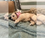 Small Photo #18 Golden Mountain Doodle  Puppy For Sale in CHOUDRANT, LA, USA