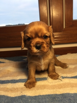 Medium Photo #1 Cavalier King Charles Spaniel Puppy For Sale in LEO, IN, USA