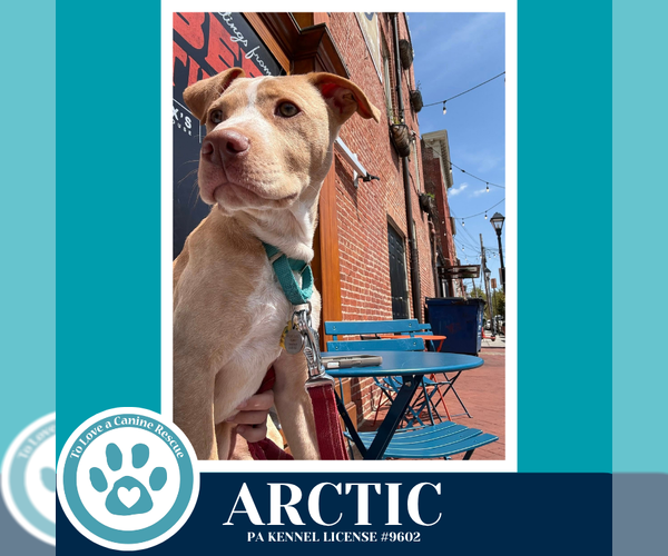 Medium Photo #13 Labrador Retriever-Unknown Mix Puppy For Sale in Kimberton, PA, USA