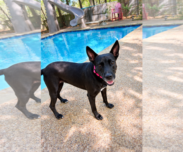 Medium Photo #4 Holland Shepherd-Unknown Mix Puppy For Sale in Rockaway, NJ, USA